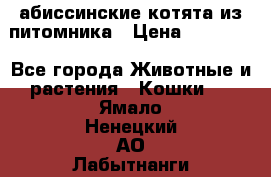 абиссинские котята из питомника › Цена ­ 15 000 - Все города Животные и растения » Кошки   . Ямало-Ненецкий АО,Лабытнанги г.